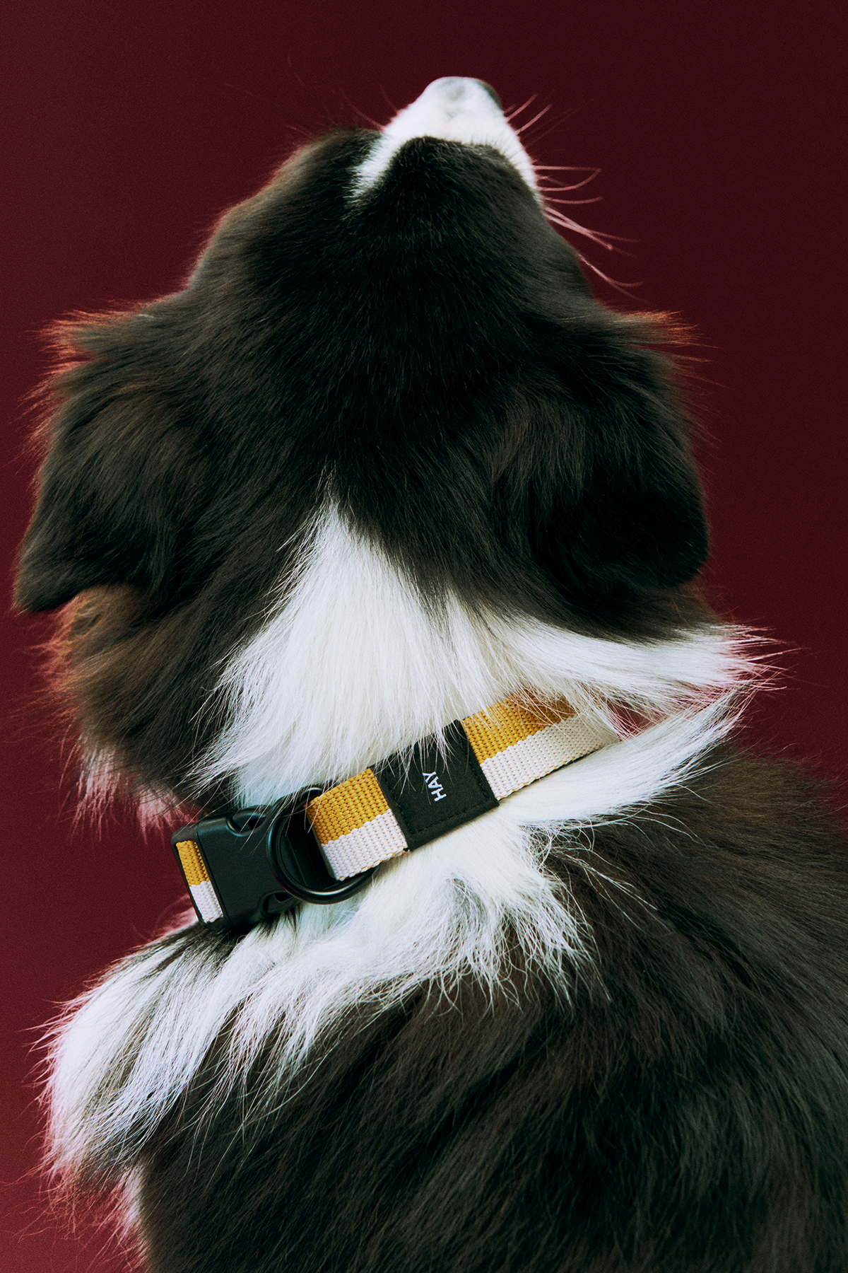 Dogs Collar in White & Orche — Medium/Large