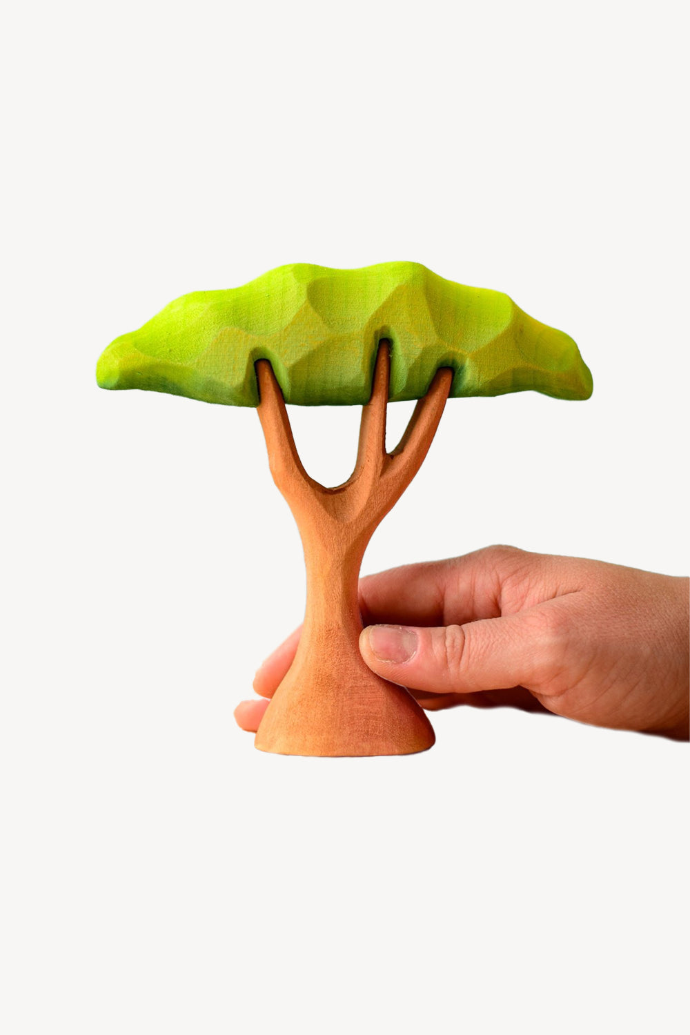 Small Acacia Tree